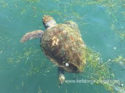 Turtles in Argostoli, Kefalonia island, Greece